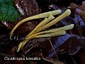 Clavulinopsis luteoalba-amf415